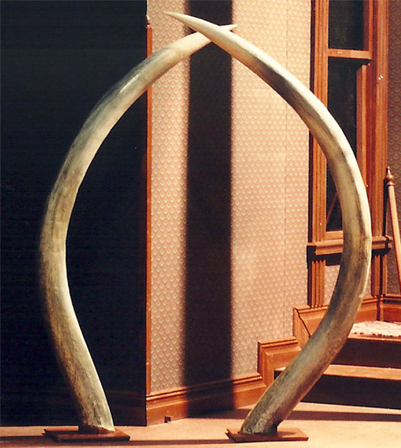 elephant tusk props